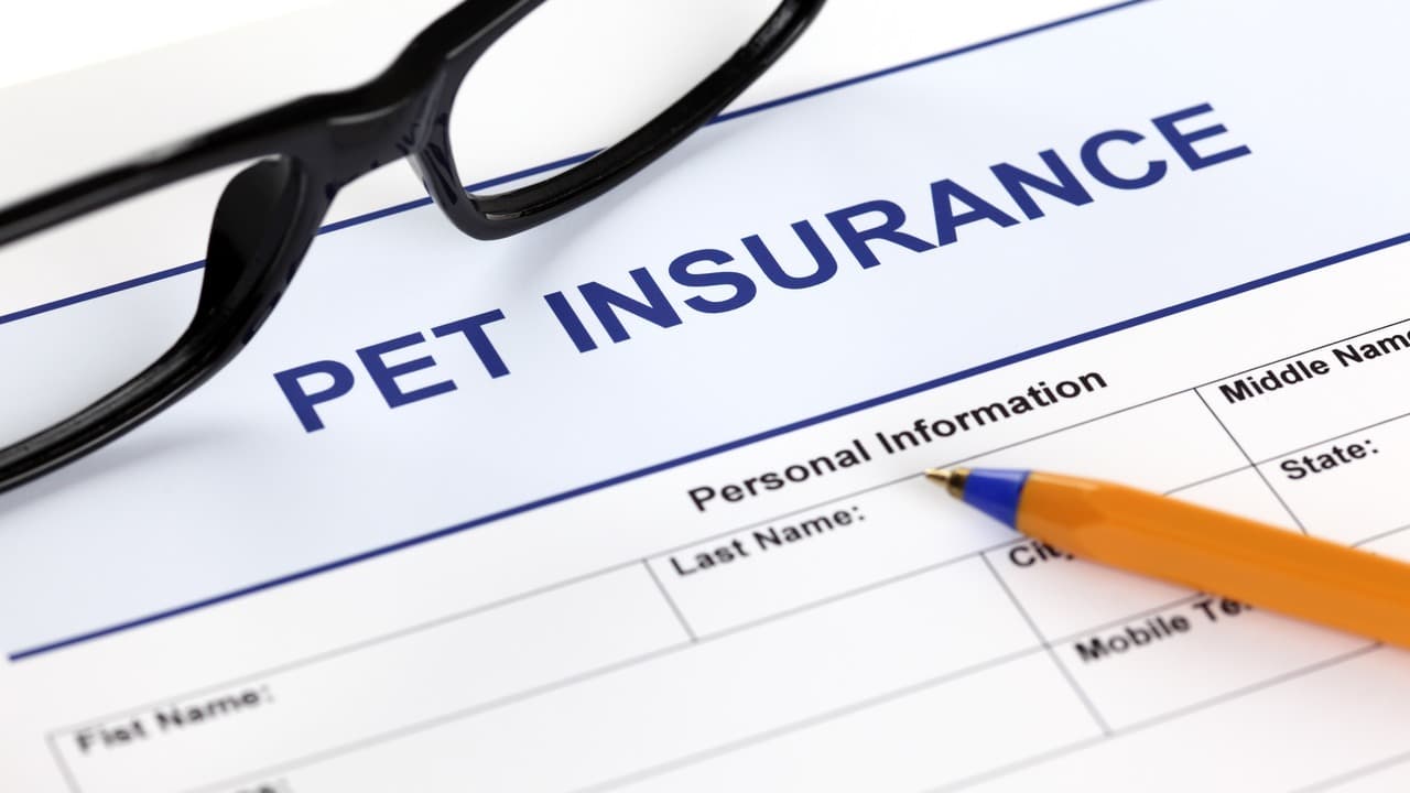 How to Compare Different Pet Insurance Providers