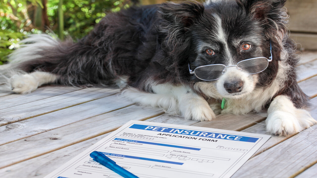 Step-by-Step Guide to Comparing Pet Insurance Plans