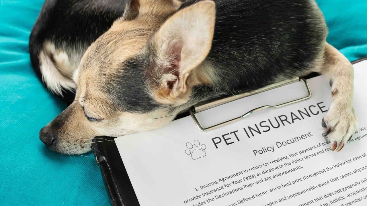 How to Compare Pet Insurance Policies Effectively