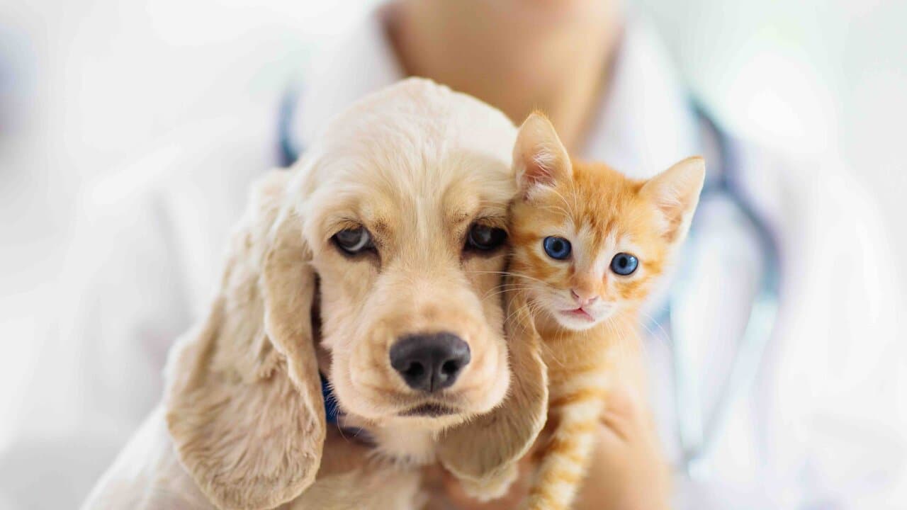 Guide to Pet Insurance for Rescue Animals