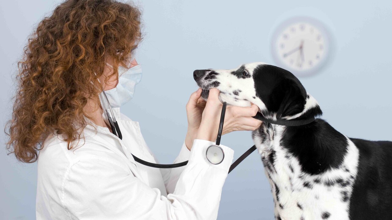 The Role of Pet Insurance in Ensuring Pet Health in 2024