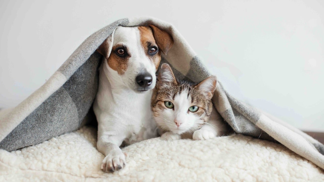 Guide to Pet Insurance for Pets with Allergies