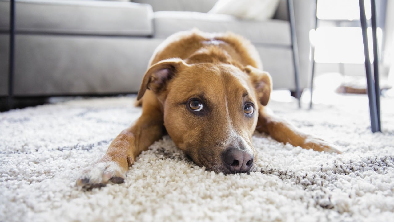 How Pet Insurance Can Improve Your Pet's Quality of Life