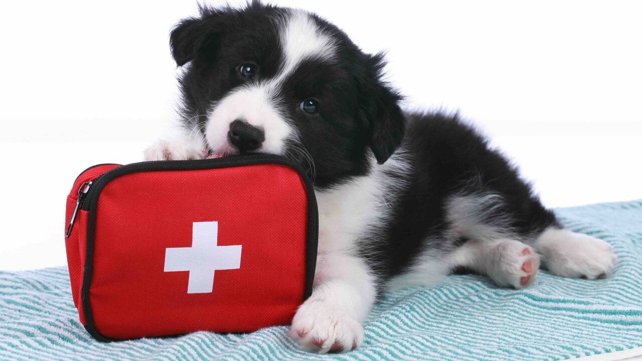 Emergency Care Coverage: Preparing for the Unexpected with Pet Insurance