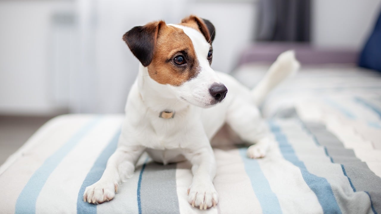 Pet Insurance Trends to Watch in 2024