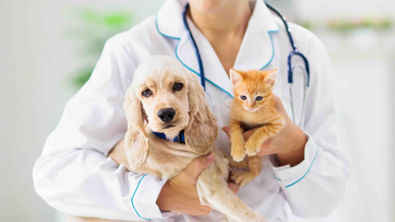 Exploring the Benefits of Multi-Pet Insurance Policies