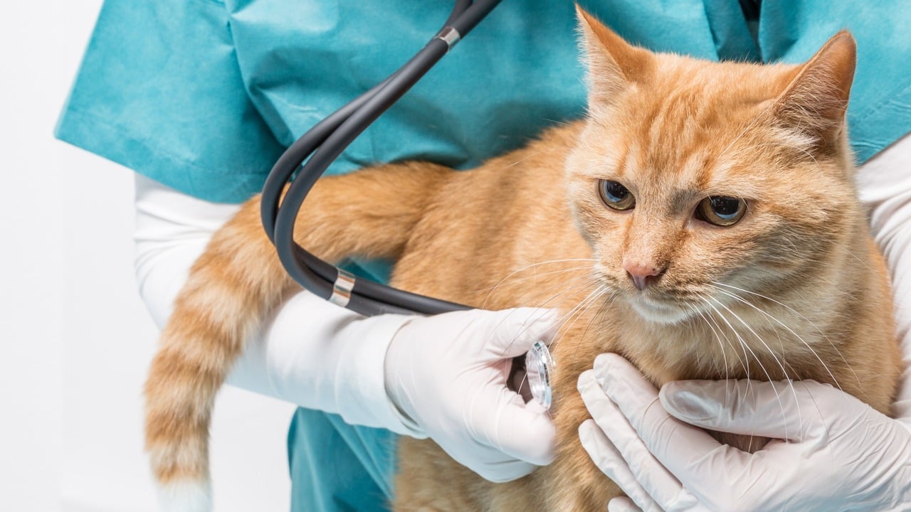 How Pet Insurance Can Alleviate the Stress of Veterinary Emergencies