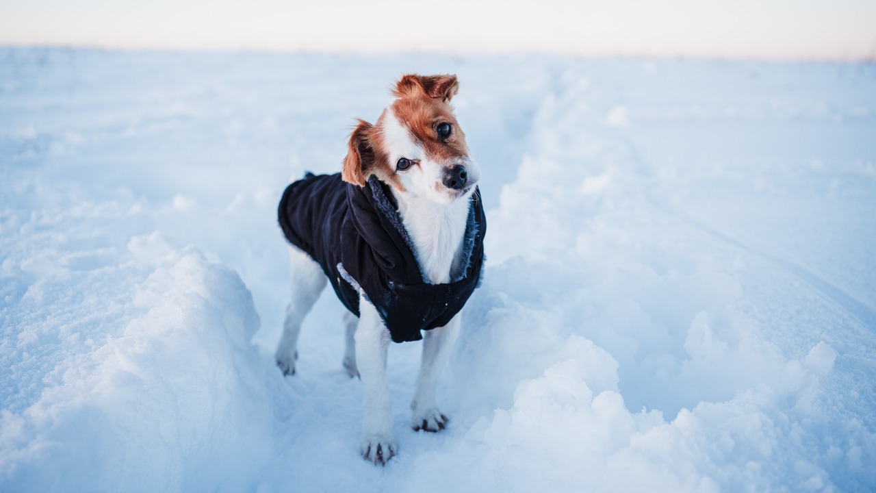 How Climate Change Could Impact Pet Insurance