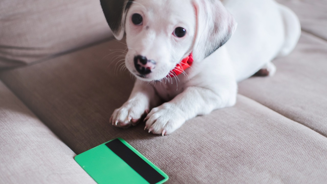 Guide to Choosing the Best Pet Insurance for Your Puppy