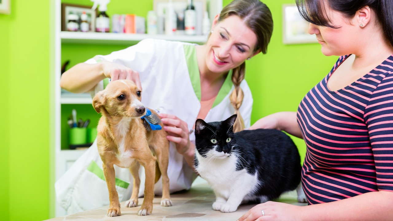 The Future of Pet Insurance: Trends to Watch in 2024 and Beyond