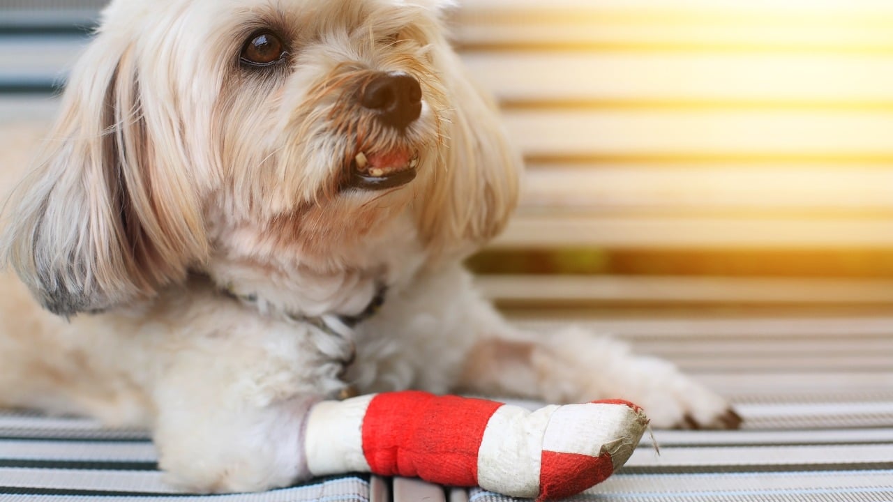 The Ins and Outs of Pet Insurance Waiting Periods