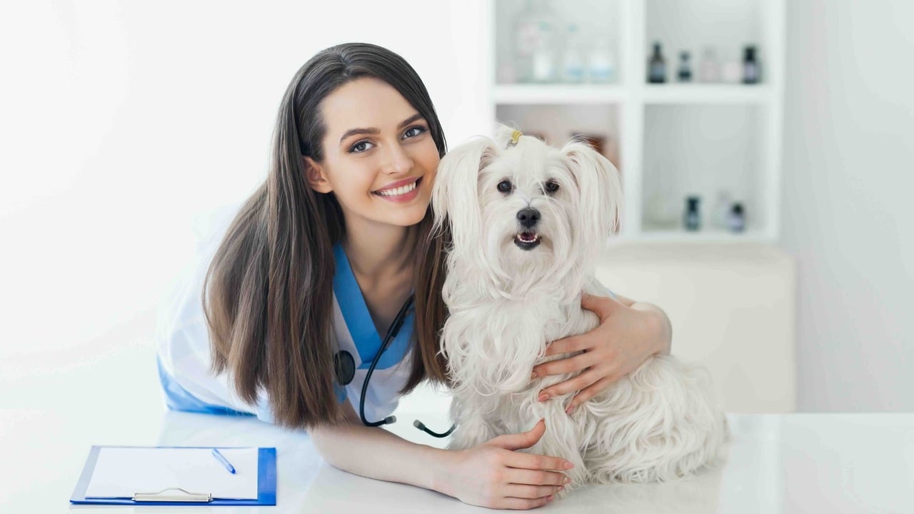 Guide to Understanding Pet Insurance Coverage Options