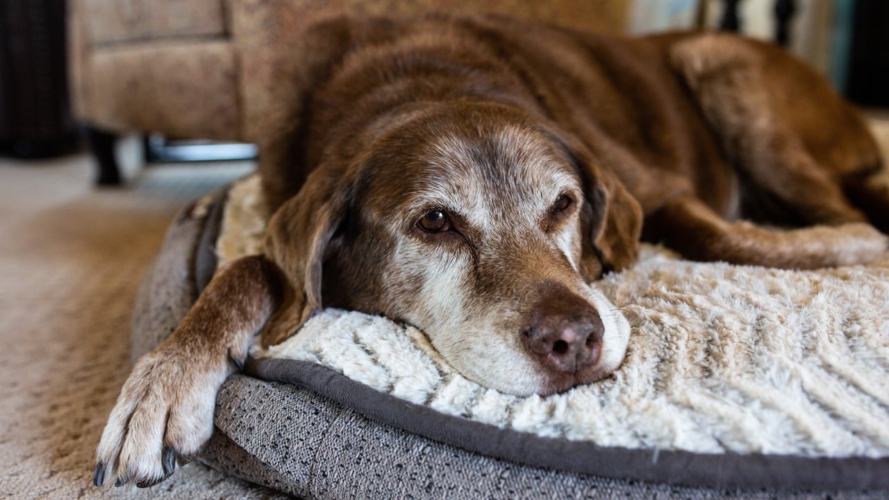 The Impact of Age on Pet Insurance Premiums: What to Expect