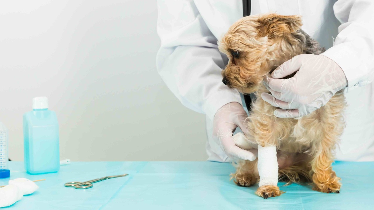 The Growing Need for Pet Insurance in 2024