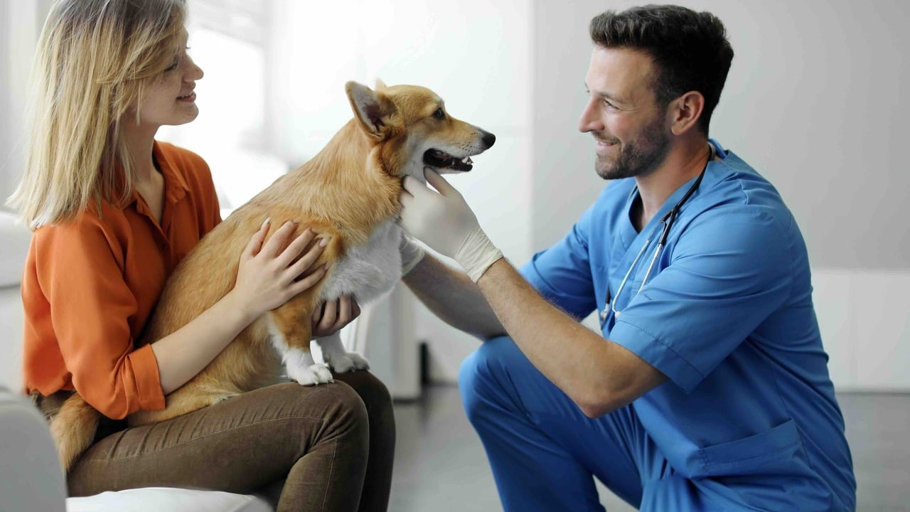 The Importance of Routine Care Riders in Pet Insurance Policies